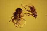 Five Detailed Fossil Flies (Phoridae) In Baltic Amber #105493-1
